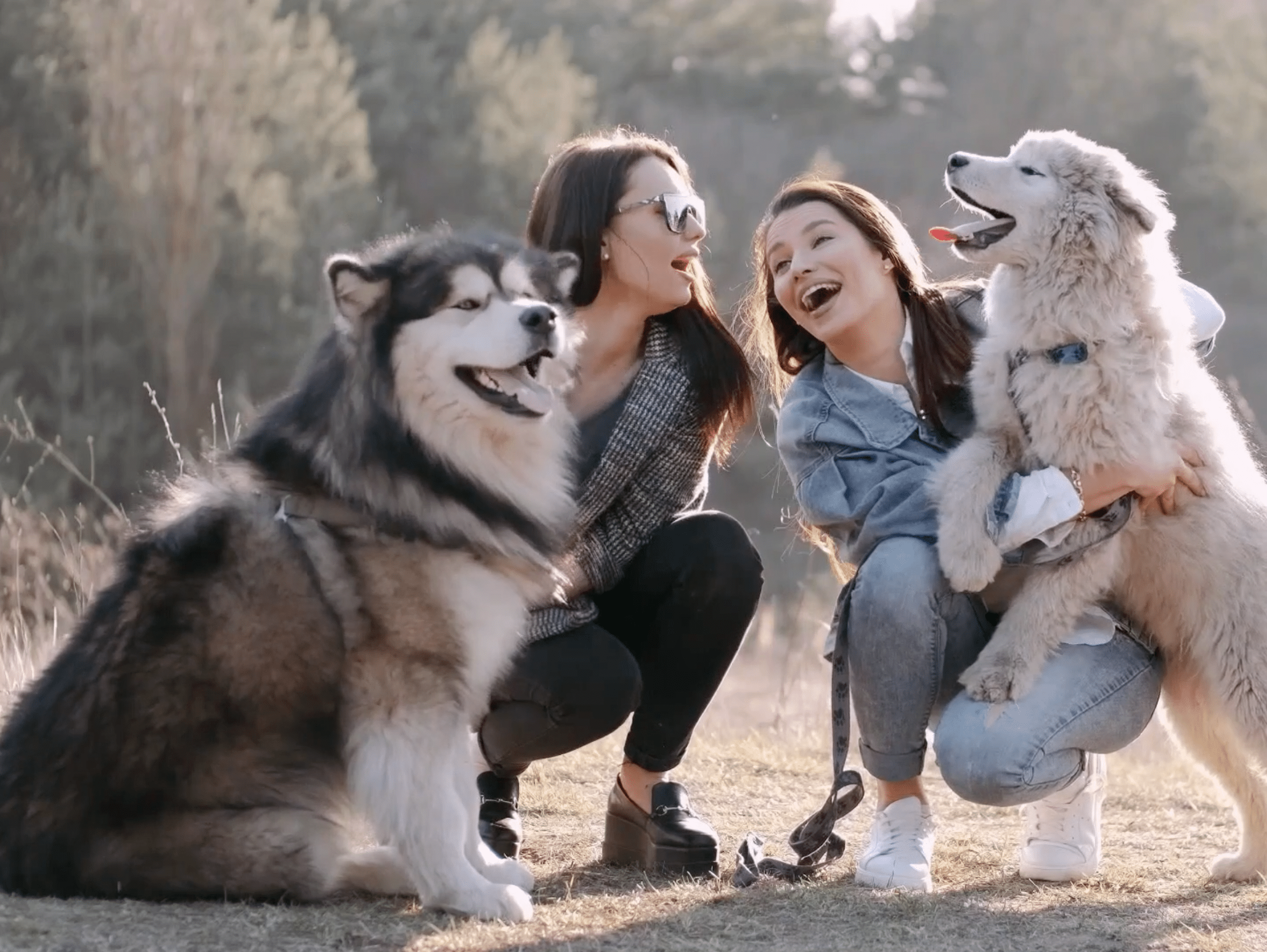 Vétérinaire Versoix, Veterinaire Versoix, Versoix Veterinaire, Versoix Vétérinaire, cabinet vétérinaire versoix, cabinet veterinaire versoix, clinique vétérinaire versoix, vétérinaire de Garde Versoix,veterinaire de Garde Versoix, Cabinet Vétérinaire International